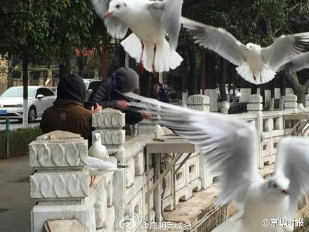 網(wǎng)曝昆明老外持槍打紅嘴鷗 派出所稱正在處理