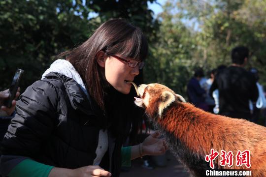 云南小熊貓與游客“接吻”受歡迎猴子被“冷落”