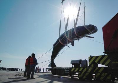 兩頭抹香鯨情人節(jié)擱淺引發(fā)想象 被證實均是雄性