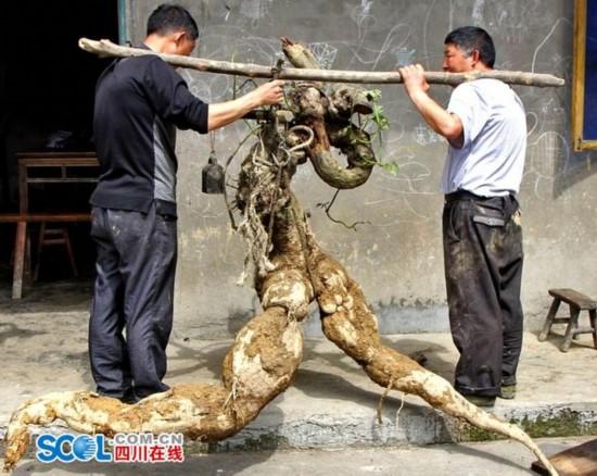 四川村民挖出人形“奔跑葛根” 重達(dá)250斤(圖)
