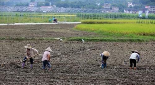 中科協(xié)：中國產(chǎn)糧連增但還得進(jìn)口因大量糧食在倉庫