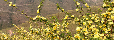 IMG_4397石嶺開石花 (1).jpg