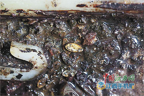 考古人員在劉賀遺骸腹部發(fā)現(xiàn)尚未消化的香瓜子