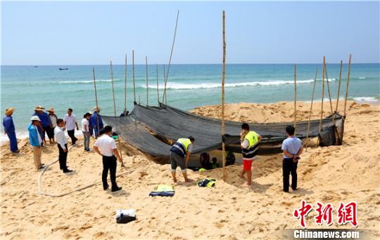 一巨頭鯨擱淺海南陵水海灣當(dāng)?shù)貙＜颐癖娬故刈o(hù)救助