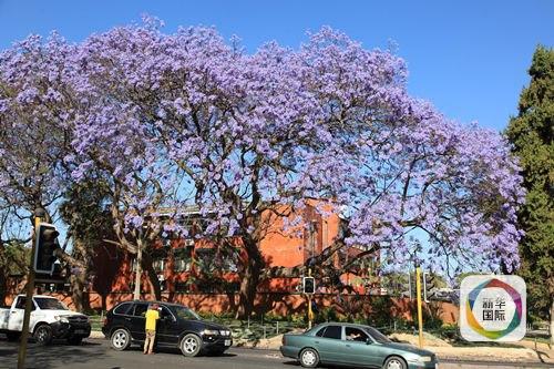 中國向非洲賣人肉？看贊比亞小報(bào)是如何造謠的