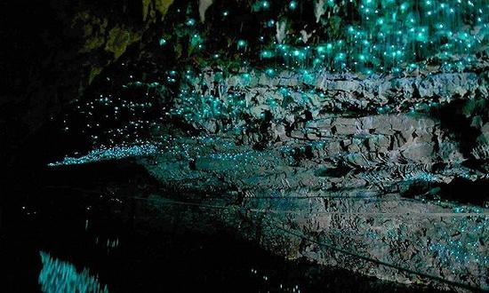 新西蘭，維多摩螢火蟲(chóng)洞