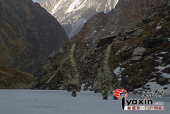 烏魯木齊周邊拍攝到20只以上雪豹