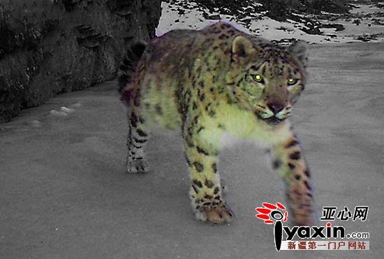 烏魯木齊周邊拍攝到20只以上雪豹