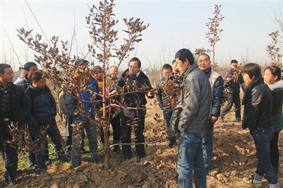 富平縣的職業(yè)農(nóng)民平常在接受種植方面的技能培訓(xùn)。富平縣農(nóng)業(yè)局供圖