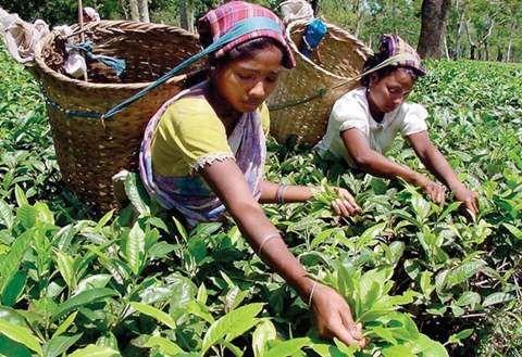 19世紀(jì)的茶葉革命：英、俄聯(lián)手破除中國(guó)茶葉壟斷