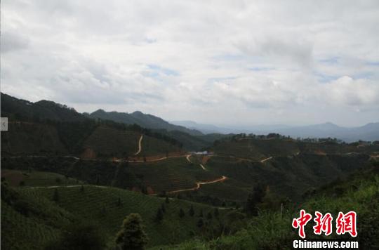 延綿的茶山。王敏 攝