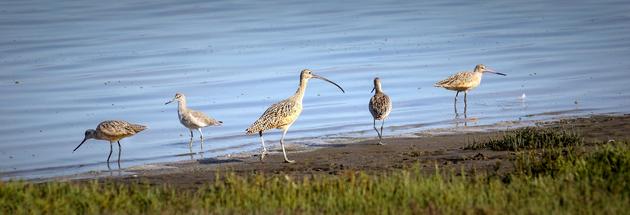 現生濱鳥類聚集在湖畔 攝影 Beedie Savage
