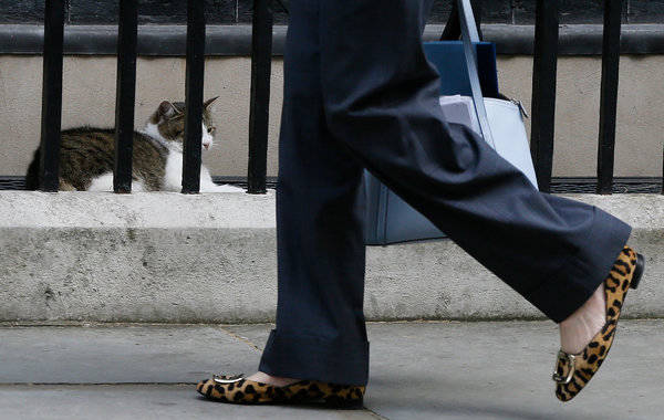 2016年7月14日報道，英國內(nèi)政大臣特雷莎·梅11日當(dāng)選保守黨黨魁后，首相戴維·卡梅倫宣布定于13日辭職卸任，不過，在他任內(nèi)進駐唐寧街10號的虎斑貓“拉里”將繼續(xù)擔(dān)任“首席捕鼠官”。按照首相府一名發(fā)言人的說法，“拉里”屬于公務(wù)員編制，不屬于卡梅倫一家，它會在特雷莎·梅搬進來后繼續(xù)待在這里。圖為英國新任首相特麗莎·梅本周二到倫敦唐寧街10號參加內(nèi)閣會議時，從貓咪拉里旁邊經(jīng)過。