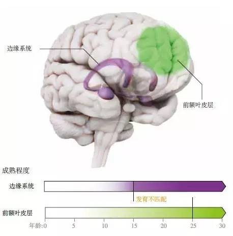 與兒童或成人相比，青少年從事危險行為的可能性更大，部分是由于大腦兩大區(qū)域之間發(fā)育的不匹配。負(fù)責(zé)驅(qū)動情緒的邊緣系統(tǒng)(紫色)充滿激素，從青春期(通常始于9到12歲)開始加速發(fā)育，并在接下來的數(shù)年內(nèi)逐漸成熟。而負(fù)責(zé)抑制沖動的前額葉皮層(綠色)，要到十多年后才能完全發(fā)育成熟，因此，出現(xiàn)了一個過渡性的不平衡期。