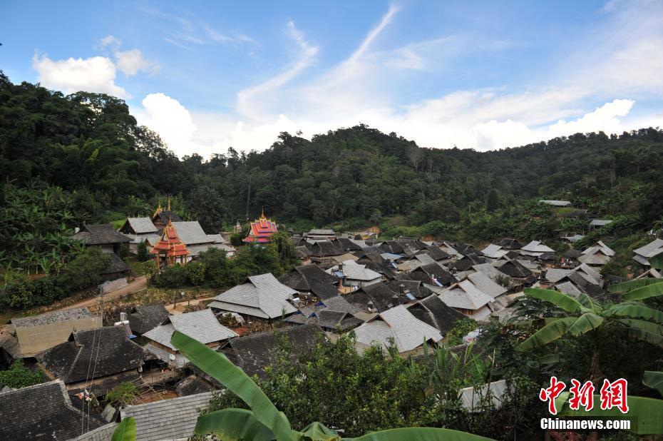 9月16日，云南瀾滄景邁山上的少數(shù)民族村寨。云南瀾滄景邁山，是普洱茶的主要產(chǎn)區(qū)之一，山上居住著拉祜族、布朗族、傣族等多個少數(shù)民族，這些少數(shù)民族世代制茶，景邁山得天獨厚的自然環(huán)境和茶人們精湛的手藝使這里的普洱茶遠(yuǎn)近聞名。據(jù)景邁山翁基村布朗族村民介紹，他們的家庭年收入達(dá)到40萬元左右，這在當(dāng)?shù)貙儆谥械仁杖胨?。?jù)公開資料顯示，景邁山的少數(shù)民族種茶有近2000年的歷史。是普洱茶的原生地之一。 中新社記者 任東 攝