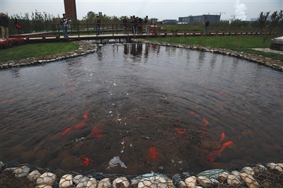 1119802500_14776106242391n.jpg