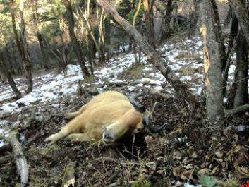 國家1級保護動物羚牛被勒死 周邊有捕獵裝置