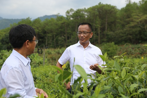 普洱市委書記衛(wèi)星（圖右）在生態(tài)茶園調(diào)研