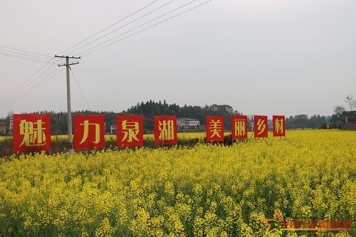 魅力泉湖美麗鄉(xiāng)村菜花黃.JPG