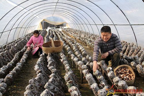 貧困戶在承包的大棚里采摘香菇.JPG