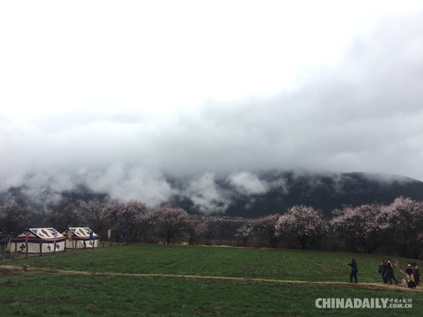 人間四月芳菲盡 谷中桃花始盛開