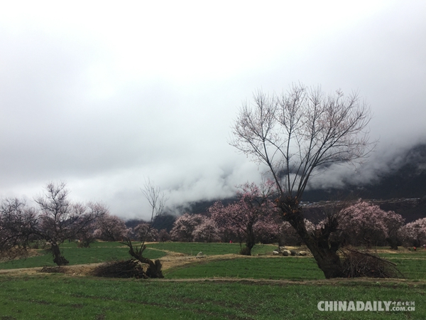 人間四月芳菲盡 谷中桃花始盛開