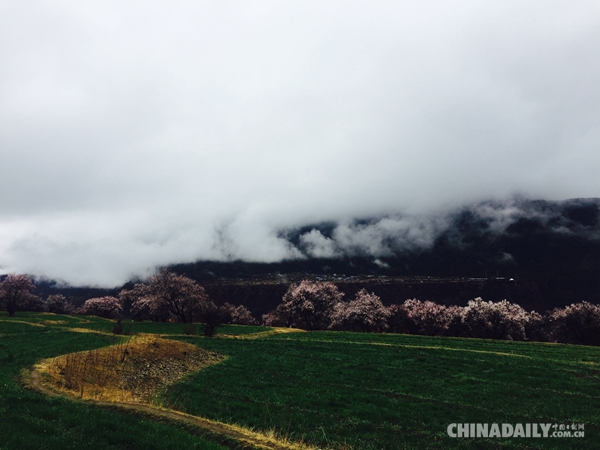 人間四月芳菲盡 谷中桃花始盛開