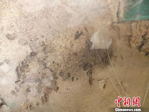 中儲(chǔ)糧光武分庫(kù)正在組織車(chē)輛將已經(jīng)變質(zhì)的小麥運(yùn)走。吳揚(yáng) 攝