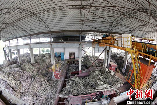 資料圖：在廣西鳳糖集團融安制糖公司原料調運車間，工人們在調運甘蔗。譚凱興 攝