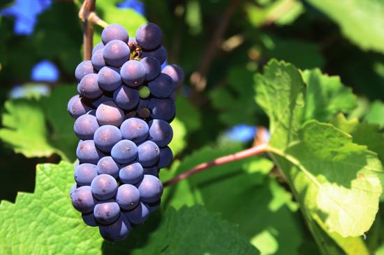 釀造香檳的黑皮諾葡萄（圖片來源：anuvawines.com）