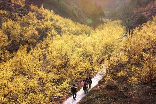 “中國山茱萸之鄉(xiāng)”陜西佛坪 吳燕峰攝.jpg