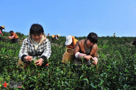 永新白茶正文配圖.jpg