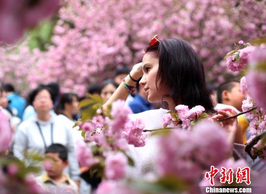 4月1日，中國(guó)科學(xué)技術(shù)大學(xué)校園內(nèi)的櫻花全面盛開(kāi)，吸引外籍友人在櫻花樹(shù)下留影。韓蘇原 攝