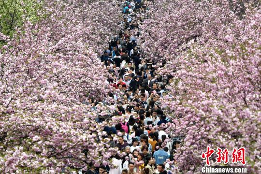 4月1日，中國(guó)科學(xué)技術(shù)大學(xué)校園內(nèi)的櫻花全面盛開(kāi)，萬(wàn)人涌入“櫻花大道”。韓蘇原 攝