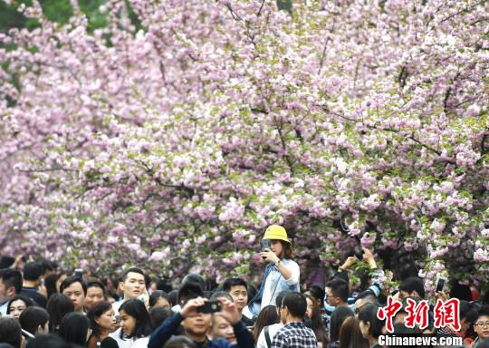 4月1日，中國(guó)科學(xué)技術(shù)大學(xué)校園內(nèi)的櫻花全面盛開(kāi)，萬(wàn)人涌入“櫻花大道”。韓蘇原 攝
