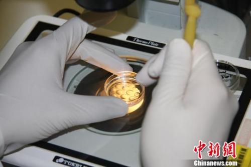 觀察小鼠胚胎。中國科學院科技攝影聯(lián)盟 供圖