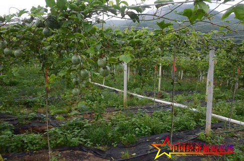 參觀抱班村產(chǎn)業(yè)扶貧基地百香果園。 (2).jpg