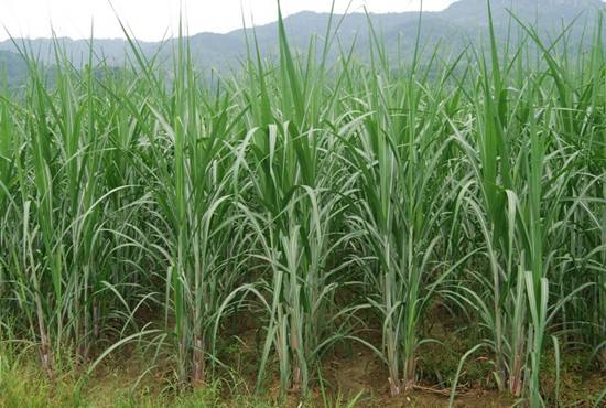 來賓甘蔗.jpg