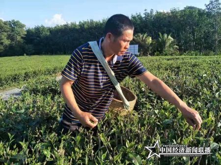 白沙農(nóng)場(chǎng)公司幫扶人符文慶在茶園采摘青茶(1).jpg
