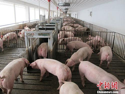 資料圖：生豬養(yǎng)殖場。 a target='_blank' href='http://www.chinanews.com/'中新社/a記者 林浩 攝