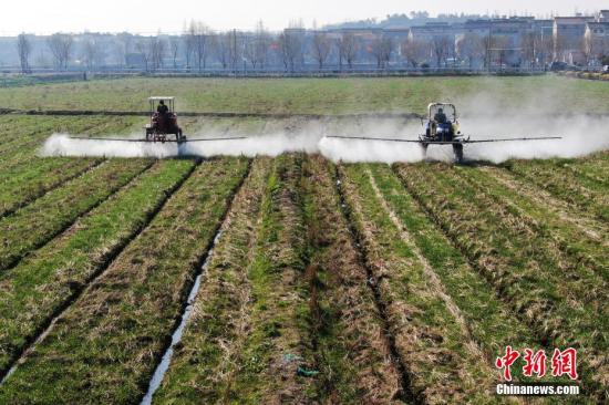 資料圖：工作人員駕駛自走式噴霧機(jī)給小麥噴灑除草劑。泱波 攝