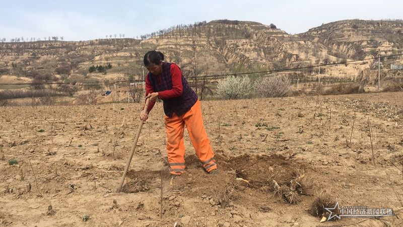 許四連正在地里勞作。王晶晶 攝.jpg