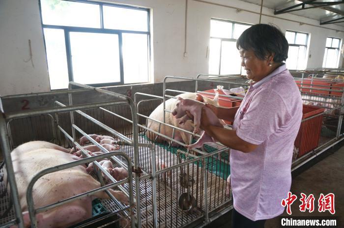 資料圖：養(yǎng)殖戶護(hù)理小豬仔。韓章云 攝