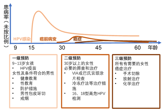 圖5。 ?宮頸癌的三級(jí)預(yù)防。HPV感染高峰期發(fā)生于性活躍期，大多數(shù)感染被自發(fā)清除，部分感染后三到五年后造成病變，病變持續(xù)惡化可能會(huì)導(dǎo)致宮頸癌。疫苗注射和病理篩查是預(yù)防宮頸癌的重要手段，應(yīng)當(dāng)通過(guò)檢測(cè)發(fā)現(xiàn)癌前病變或早期宮頸癌，并及時(shí)治療。（作者制圖，參考WHO資料）