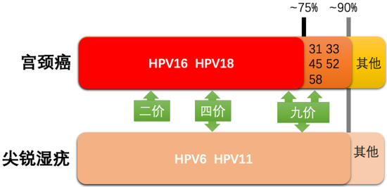 圖8。?HPV疫苗及其預(yù)防疾病種類和比例