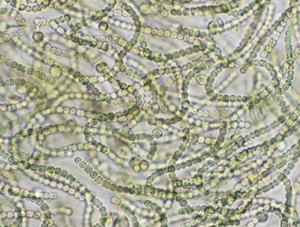 現(xiàn)代藍藻細菌（俗稱藍藻）的祖先可能是地球上首批氧氣制造者，并帶來了氣候的重大變化。