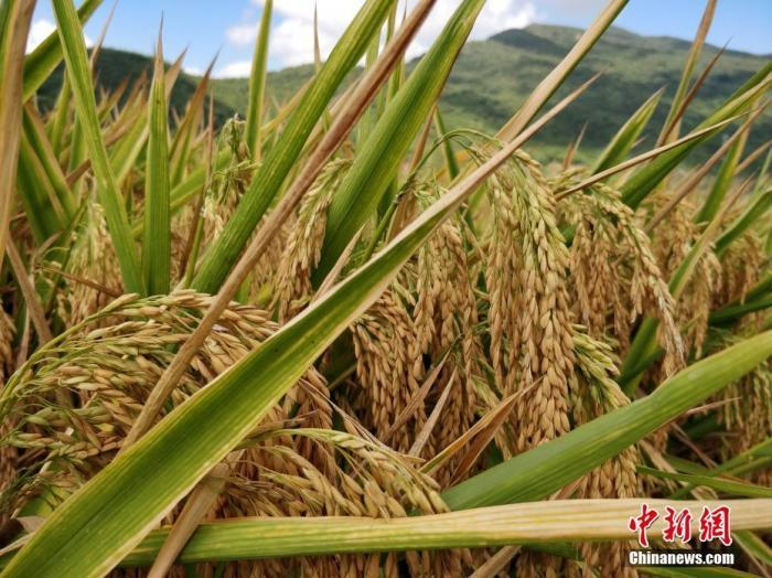 水稻資料圖。a target='_blank' href='http://www.chinanews.com/'中新社/a記者 王曉斌 攝
