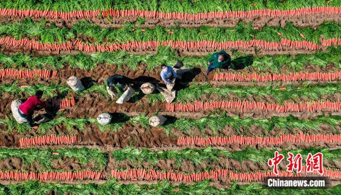 眼下，正是中國冬春季保鮮胡蘿卜最大出口基地——廈門市翔安區(qū)胡蘿卜的銷售旺季。這里盛產的胡蘿卜是地方特色農產品之一，已連續(xù)多年蟬聯(lián)全國冬春季胡蘿卜出口冠軍，年產值達10億元人民幣。圖為農民在胡蘿卜地上忙碌。(資料圖片) 
a target='_blank' href='http://www.chinanews.com/'中新社/a發(fā) 王火炎 攝