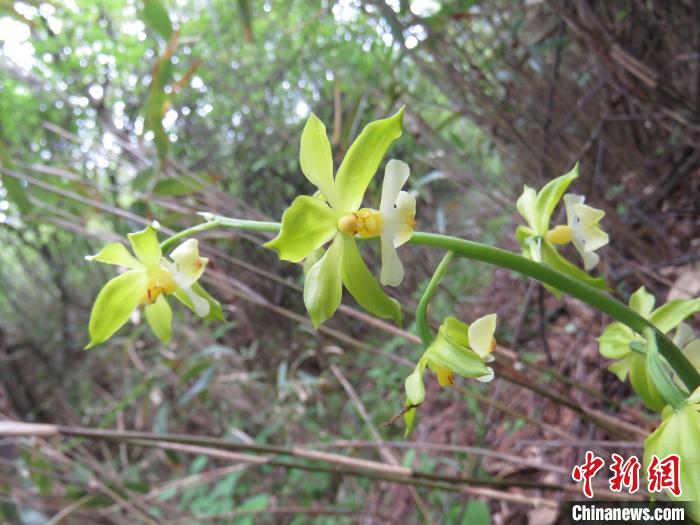 圖為“巫溪蝦脊蘭”。受訪單位供圖 攝