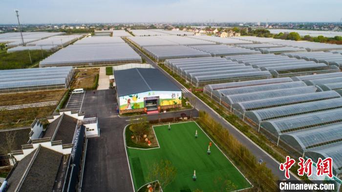 練市紅美人柑橘可持續(xù)發(fā)展示范園區(qū) 沈勇強 攝